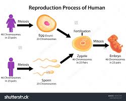 Education Chart Biology Reproduction Process Human Stock
