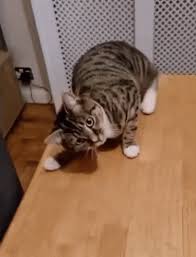 Clumsy Cats Gifs Tenor