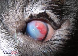 corneal changes in dogs and cats