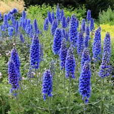 The color blue is rare in nature and thus blue flowering plants are very popular. Blue Flowering Plants 15 Easy To Grow Perennials And Shrubs With Beautiful Blue Flowers Gardening From House To Home