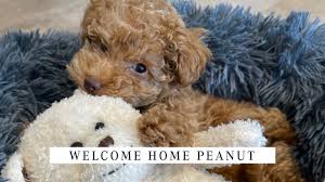 toy poodle puppy welcome home peanut