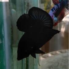 Sisik tersebut biasanya memiliki garis hitam diujungnya serta tubuhnya berwarna metalik. Ikan Cupang Hias Solid Super Black Kualitas Kontes Shopee Indonesia