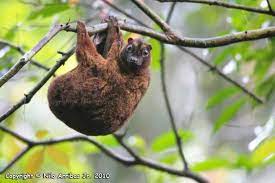 We did not find results for: Philippine Flying Lemur Alchetron The Free Social Encyclopedia