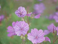 Geranium tuberosum PFAF Plant Database