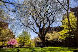 the stories trees tell penn today
