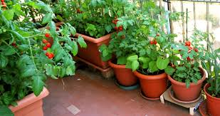 Select Vegetables For Rooftop Gardening