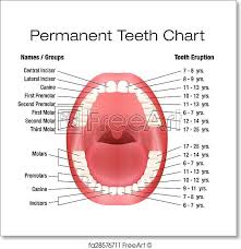 Free Art Print Of Teeth Names Permanent Adult Dentiti