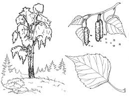 Select from 35602 printable crafts of cartoons, nature, animals, bible and many more. Nature Free Coloring Pages Online Print