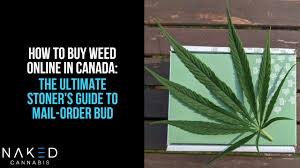 Green buddha cannabis co rec delivery. How To Buy Weed Online In Canada Ultimate Stoner S Guide
