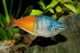 rainbowfish images