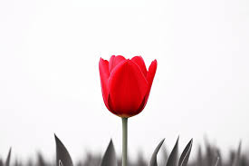 2300 tulip pictures hd photos for