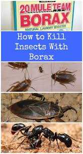 borax in getting rid of larder beetles