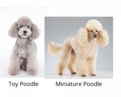 toy poodle vs miniature poodle which