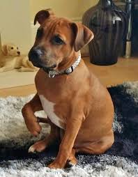 In the early 1800s, the bulldog of the time was mixed with the black and tan terrier, thus producing the bull and terrier, a fearless, quick and strong dog. Bailey The Mixed Breed American Staffordshire Terrier Puppies Pitbull Terrier Terrier Mix