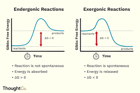 Endergonic Vs Exergonic Reactions And Processes