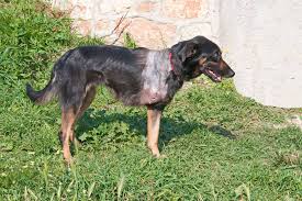 front leg deformity in dogs signs
