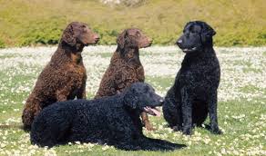 Find the perfect curly haired dog stock photo. Curly Coated Retriever Breed Information