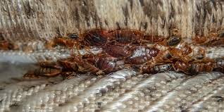 Do Bed Bugs Hibernate Dodson Pest