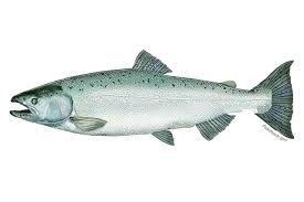 Chinook Salmon Noaa Fisheries