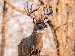 Whitetail Deer Rut 2019 97 Matching Articles Field And