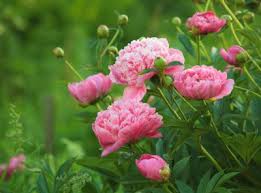Какво е това цвете/растен… от къщичка виж последните мнения съб мар 20, 2021 3:05 pm. Naj Podhodyashite Letni Cvetya Za Gradinata Ezine Bg