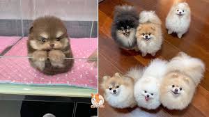 Dog pomeranian dog breed information pets world teacup pomeranian puppies delhi free classified ads in india get healthy and ethically bred pomeranian puppies for sale buy conversation concepts pomeranian dog figurine black online at pomeranian dog price and facts youtube. Dog Price List In India 2021 Your Budget Friendly Dog Is Here