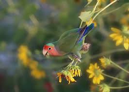lovebird facts and beyond biology
