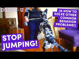 Stop Your Dog From Jumping At The Door