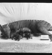 Thylacine , ( thylacinus cynocephalus ), also called marsupial wolf, tasmanian tiger , or tasmanian wolf , largest carnivorous marsupial of recent times, presumed extinct soon after the last captive individual died in 1936. Thylacine And The Interesting Facts