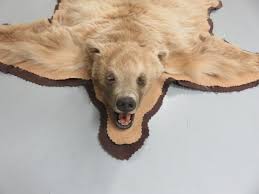 bear skin taxidermy rug b
