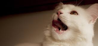 dental care for cats purrfect ways to