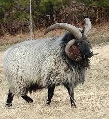 Navajo-Churro Sheep Facts - Learn Natural Farming