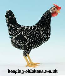 Chicken Breeds With Pictures Uk Keeping Chickens A