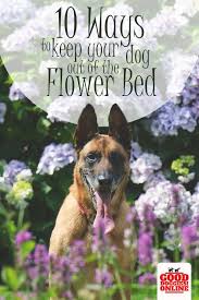 Dogs Out Of Garden Flower Beds