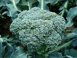 Plant Broccoli In A Square Foot Garden
