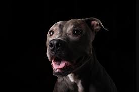 pit bull blue nose dog isolated on dark