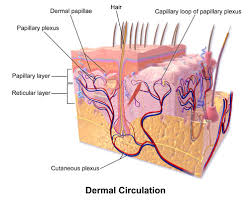 How To Boost Circulation With Dry Skin Brushing