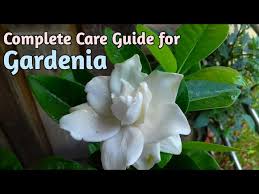 Gardenia Plant Care