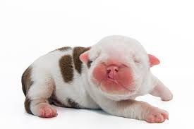 cleft lip palate in puppies signs