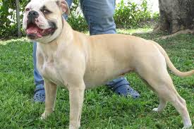 This amazing pairing brings together the best of the best alapaha blue blood bulldog · fredericksburg, va. Alapaha Blue Blood Bulldog Breed Information Alapaha Blue Blood Bulldog Images Alapaha Blue Blood Bulldog Dog Breed Info