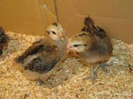 Ameraucana and ees can both have muffs/beards. My Experience Raising Ameraucana And Easter Egg Chickens From Pullets To Hens Pethelpful