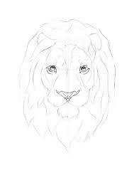 to draw a realistic lion like an artist