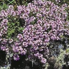 creeping thyme seeds for planting