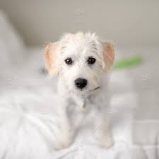 106 likes · 4 talking about this. Jack Russell Cross Poodle For Sale Off 50 Www Usushimd Com