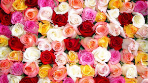 colorful roses desktop wallpapers top