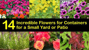 14 Incredible Flowers For Containers