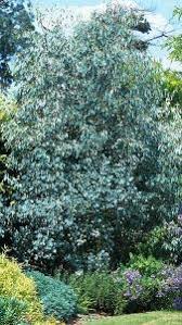 Find here details of companies selling eucalyptus plant, for your purchase requirements. Eucalyptus Gunnii Cider Gum Eucalyptus Tree For Sale Uk