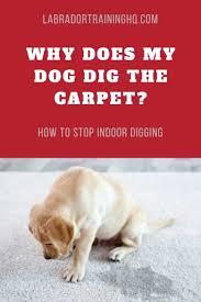 why do dogs dig the carpet how to