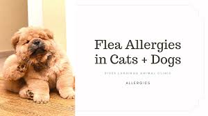 flea allergies in cats and dogs
