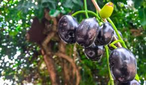 Jamun Tree Facts Benefits How To